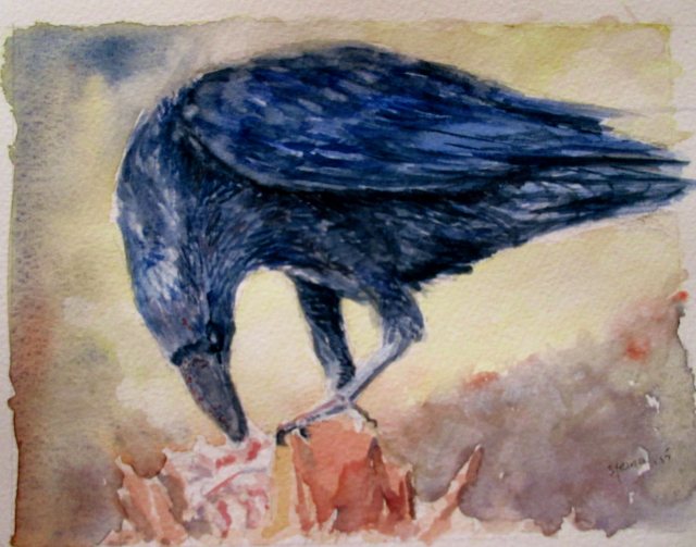 Raven feeding